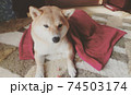 お昼寝する時はいつも毛布をかけてもらう柴犬 74503174