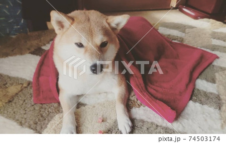 お昼寝する時はいつも毛布をかけてもらう柴犬の写真素材