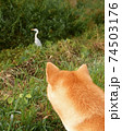 川沿いをお散歩中青鷺を見つけただただ見つめる柴犬 74503176
