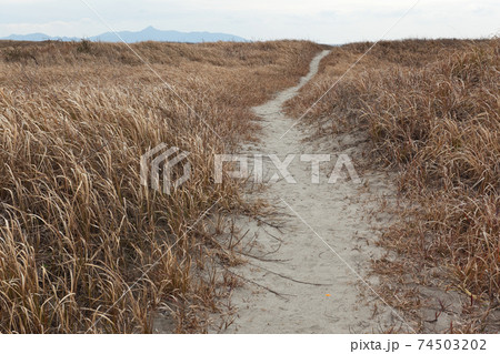 吹上浜海岸に続く枯草の中の小径 74503202