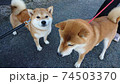 仲良しの柴犬二匹でいつもお散歩 74503370