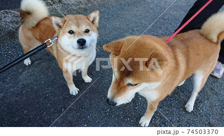 仲良しの柴犬二匹でいつもお散歩の写真素材