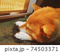 電気ストーブを占領しぐっすり眠る柴犬 74503371
