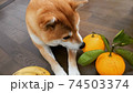 柑橘類が大好きで早く食べたい柴犬 74503374