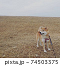 曇った冬の朝、貸し切りの広い草原を楽しむ柴犬 74503375
