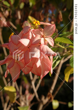 ブラジルリオデジャネイロ 74503491