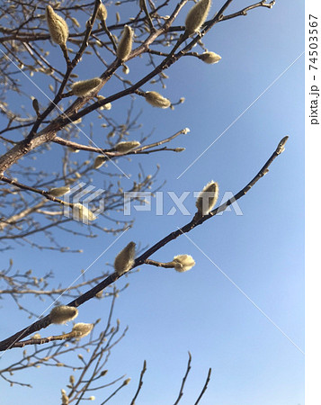 木蓮のつぼみの写真素材