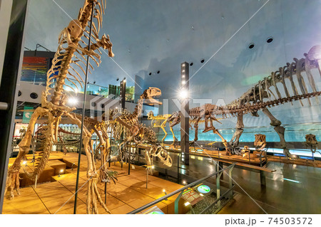 恐竜　(博物館　勝山市) 74503572