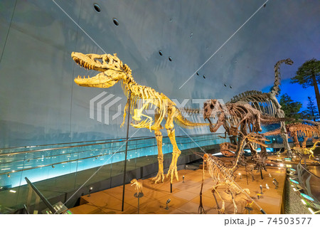 恐竜 (博物館 勝山市) 恐竜 (博物館 勝山市) 74503577