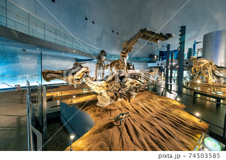 恐竜 (博物館 勝山市) 恐竜 (博物館 勝山市) 74503585