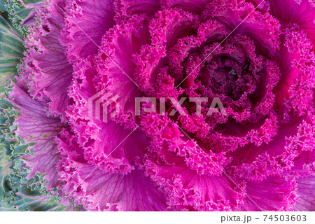 Purple ornamental kale. Macro Purple ornamental kale. Macro 74503603