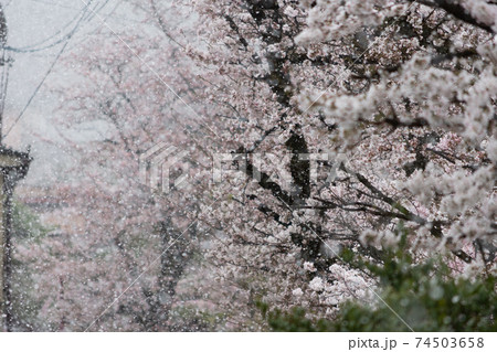 飛騨高山の雪桜 74503658