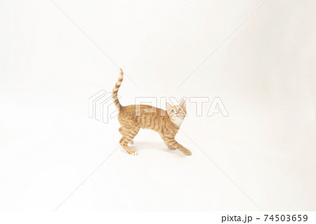 白バックで尻尾を上げる茶トラの子猫のビッケ 74503659