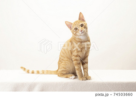 お座りして首を傾げる茶トラの子猫のビッケの写真素材 [74503660] - PIXTA