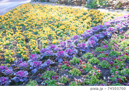 ハボタンの花 ハボタンの花 74503700