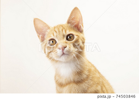 茶トラの子猫のビッケのバストアップ 74503846