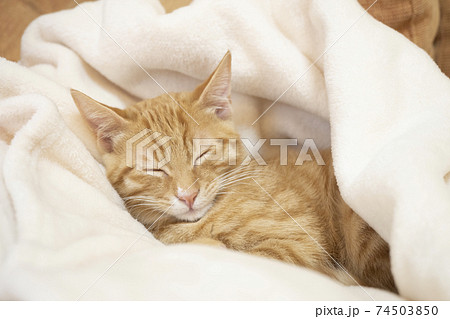 白い毛布に包まれて眠そうな茶トラの子猫のビッケ 白い毛布に包まれて眠そうな茶トラの子猫のビッケ 74503850