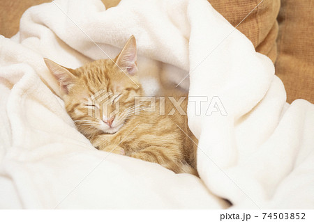 白い毛布に包まれて眠る茶トラの子猫のビッケの写真素材
