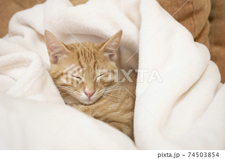 白い毛布に包まれて眠そうな茶トラの子猫のビッケ 74503854