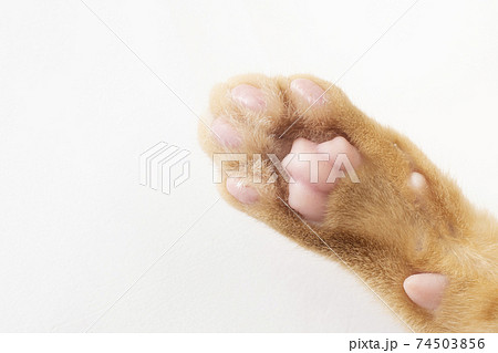 生後4ヶ月の茶トラの子猫の肉球 74503856