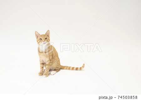 白バックの左にお座りする茶トラの子猫のビッケ 白バックの左にお座りする茶トラの子猫のビッケ 74503858