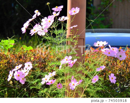 長野県･戸隠村･コスモス 74503918
