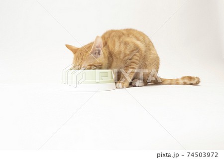 皿に顔を入れてドライフードを食べる仔猫のビッケ 74503972