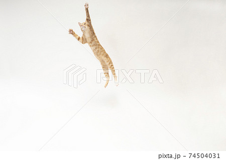 白バックでジャンプする茶トラの子猫のビッケ 白バックでジャンプする茶トラの子猫のビッケ 74504031