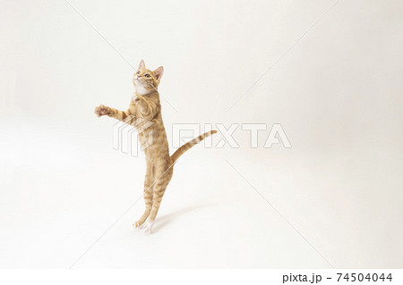 kitten jumping
