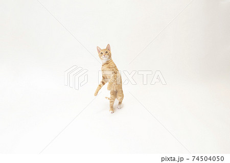 二足歩行をする茶トラの子猫のビッケ 二足歩行をする茶トラの子猫のビッケ 74504050