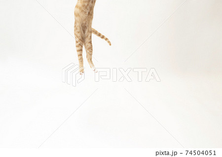 白バックでジャンプした茶トラの子猫のビッケの下半身 74504051