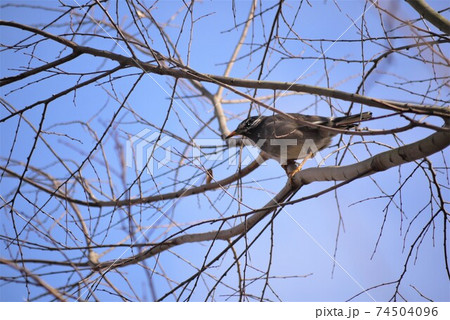 日差しの中枝にとまるムクドリ。 日差しの中枝にとまるムクドリ。 74504096