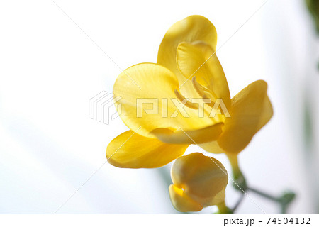 フリージアの花の写真素材