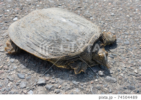 街で見かけたスッポンの写真 74504489
