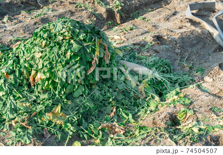 収穫できすぎて廃棄される大根の写真。食品廃棄ロスのイメージ。 収穫できすぎて廃棄される大根の写真。食品廃棄ロスのイメージ。 74504507