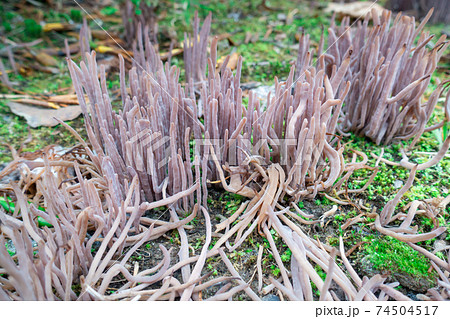 山に生えている「ムラサキナギナタタケ」という名前のキノコの写真 山に生えている「ムラサキナギナタタケ」という名前のキノコの写真 74504517