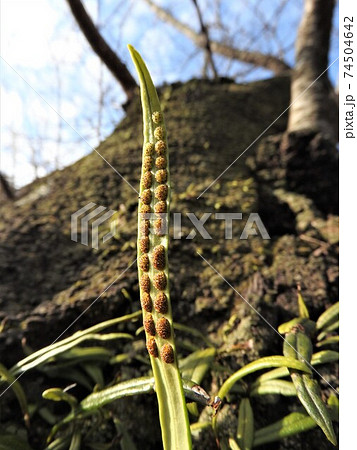 ノキシノブ（軒忍）：葉裏の胞子嚢 74504642