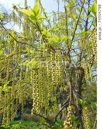 小石川植物園のハチジョウキブシ 74504798