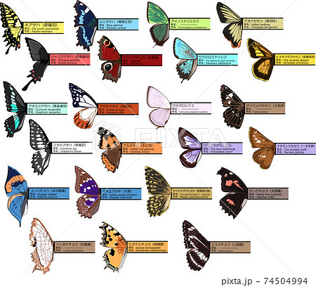 蝶 名称 学名 英名 付箋 カラフル セット イラスト 蝶 名称 学名 英名 付箋 カラフル セット イラスト 74504994