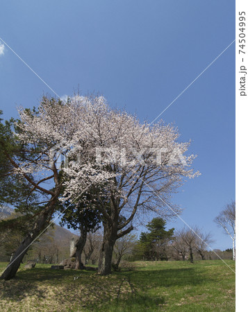 黒姫高原の桜の木 黒姫高原の桜の木 74504995