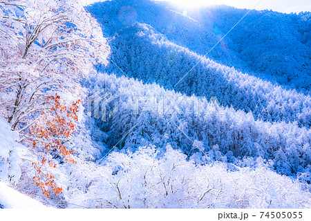 《山梨県》樹氷の原生林・雪景色 74505055