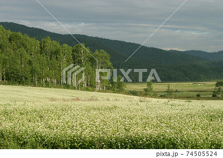 蕎麦畑　そば畑　花　満開 74505524