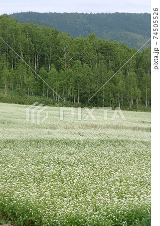 蕎麦畑 そば畑 花 満開 蕎麦畑 そば畑 花 満開 74505526