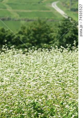 蕎麦畑 そば畑 花 満開 蕎麦畑 そば畑 花 満開 74505527