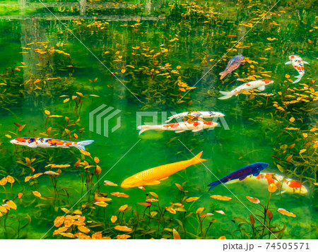 名もなき池 名もなき池 74505571