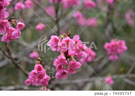 緋寒桜 緋寒桜 74505737