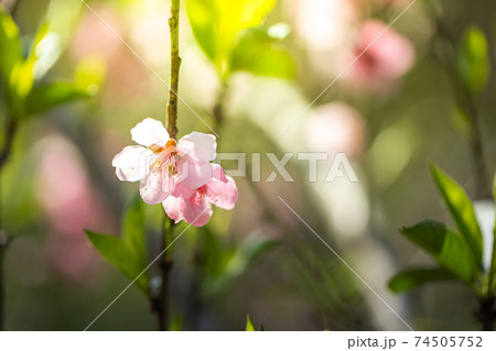 Sakura flowers blooming blossom in Chiang Mai, Thailand 74505752