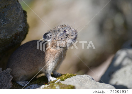 岩場のナキウサギ 74505954