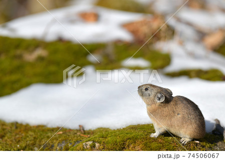 雪とナキウサギ 74506067