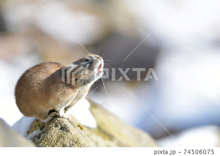 鳴くナキウサギ 74506075